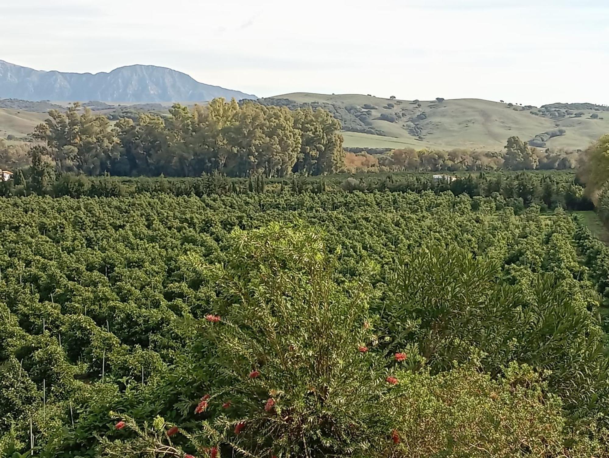 Los Dos Cedros San Pablo Exteriér fotografie
